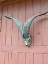 Goat horns at red board door