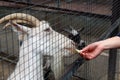 Female hand feeds a white goat through a cage in a zoo Royalty Free Stock Photo