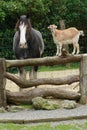 Goat and horse chatting