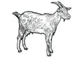 Goat illustration, drawing, engraving, line art, realistic