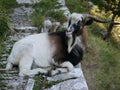 Goat on a path near Kotor, Montenegro