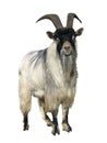 Goat. Isolated over white Royalty Free Stock Photo