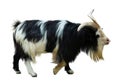 Goat. Isolated over white Royalty Free Stock Photo