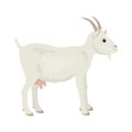 Goat isolated. Vector illustration of farm animal