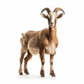 Goat Isolated on White Background. Generative AI Royalty Free Stock Photo
