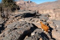 Goat in Jebel Shams Mountains, Oman