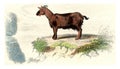 Goat of Judah, vintage engraving