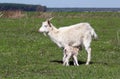 Goat with just born little goat