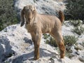 Goat kid Royalty Free Stock Photo