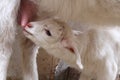 The goat and the kid, the baby goat white goat agriculture animals / Pets goat milk goat farm the tenderness of the udder teats of Royalty Free Stock Photo
