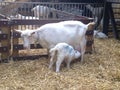 Goat with the kid on a farm on a background of hay