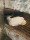 Goat kid in the farm house