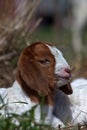 Goat kid in the grass