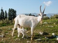 Goat and kid are grazed on a green meadow in mountains Royalty Free Stock Photo