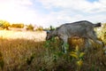 goat kid grazing on meadow, wide angle close photo with backlight sun. Royalty Free Stock Photo