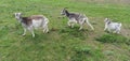 Goat kid on green grass grazing together with parents on pasture. Goat family Royalty Free Stock Photo