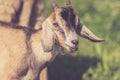 Goat kid with Lop Ears and tiny tufts in warm retro setting Royalty Free Stock Photo