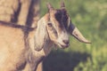 Goat kid with Lop Ears and tiny tufts in warm retro setting Royalty Free Stock Photo