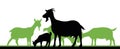 Goat with kid near herd. Goats grazing. Picture silhouette. Farm pets. Animals for milk and dairy products. Isolated on Royalty Free Stock Photo