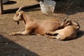 Goat with a kid