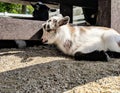 Goat kid taking nap Royalty Free Stock Photo