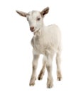 Goat kid (8 weeks old) Royalty Free Stock Photo