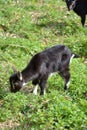 Goat Kid