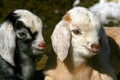 Goat Kids 0903