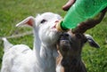 Goat kids Royalty Free Stock Photo