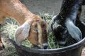 Goat kids eating