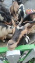 Goat/lamb ( kambing ) in animal markets to prepare sacrifices on Eid al-Adha.