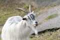 Goat Landrace Jamtgoat at Slotsskogen zoo keeping traditional animals