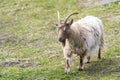 Goat Landrace Jamtgoat at Slotsskogen zoo keeping traditional animals