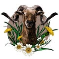 Goat with large horns muzzle full face composition decorated with flowers of chamomile and dandelion