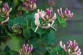 Goat-leaf honeysuckle Lonicera caprifolium flowering plant, closeup Royalty Free Stock Photo