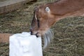 Goat licking salt lick block