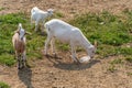 Goat licks salt on a farm in a pasture