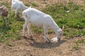 Goat licks salt on a farm in a pasture