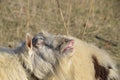 goat lifts his lip and sniffs pheromones. goat sexual behavior during mating Royalty Free Stock Photo