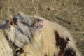 goat lifts his lip and sniffs pheromones. goat sexual behavior during mating Royalty Free Stock Photo