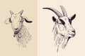 Goat line art Royalty Free Stock Photo