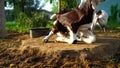 Morning time, cute goat lings sitting in outdoor. White and brown color goat ling with brown spots walking fearless in a farmland