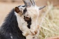 Goat livestock farm animal farming. agriculture barn Royalty Free Stock Photo