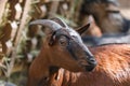 Goat livestock farm animal farming. mammal farmer