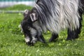 Goat with long coat grazes green grass.