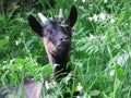 Goat with long horns in the green grass Royalty Free Stock Photo