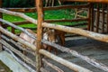 Two Goats Look at the Camera. Goats in the Barn at an Eco Farm