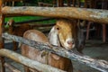 Two Goats Look at the Camera. Goats in the Barn at an Eco Farm