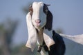 Portrait of the cute goat Royalty Free Stock Photo