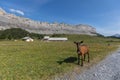 Goat looking into the camera on high mountain route through the Royalty Free Stock Photo
